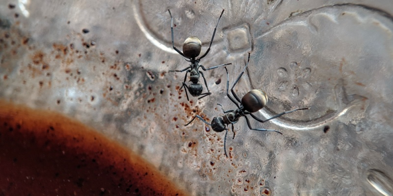 The Most Common Ants in Coastal Maine and How to Get Rid of Them