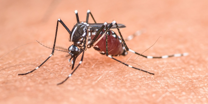 The Dangers of Mosquito-Borne Diseases in Maine: What You Need to Know