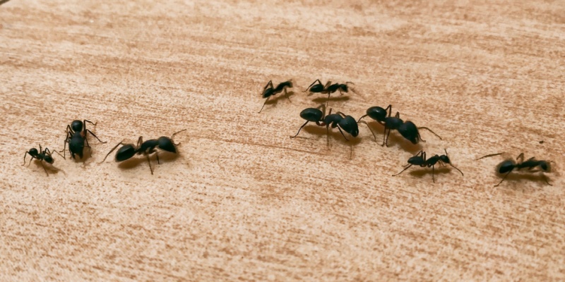 Signs of a Carpenter Ant Infestation in Your Portland, ME Home