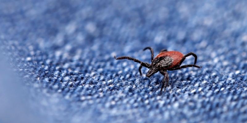 How to Protect Your Family and Pets from Ticks in Portland, ME