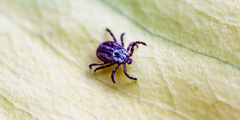 Tick Season in York, ME: When to Be Most Cautious