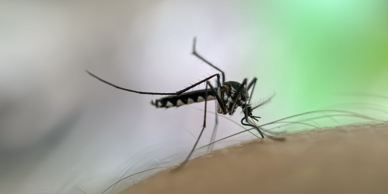 Mosquito Control Experts in Portland, ME