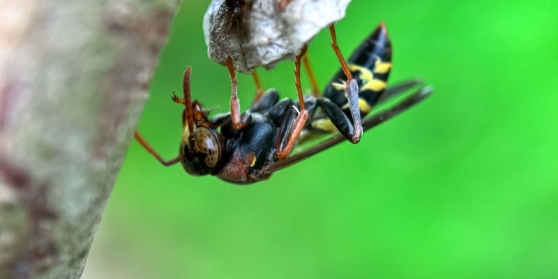What Attracts Wasps to Your Yard-And How to Keep Them Away
