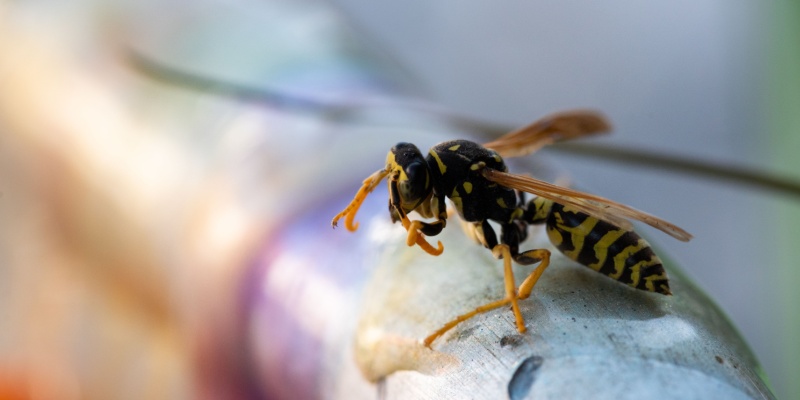 Yellow Jackets in York, ME: What Attracts Them and How to Keep Them Away