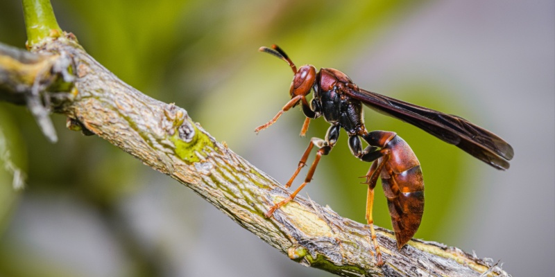 Paper Wasps vs. Hornets in Maine: What’s the Difference and Why It Matters