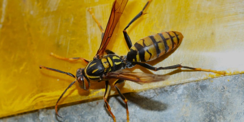 When Do Wasps Become a Problem in Coastal Maine?
