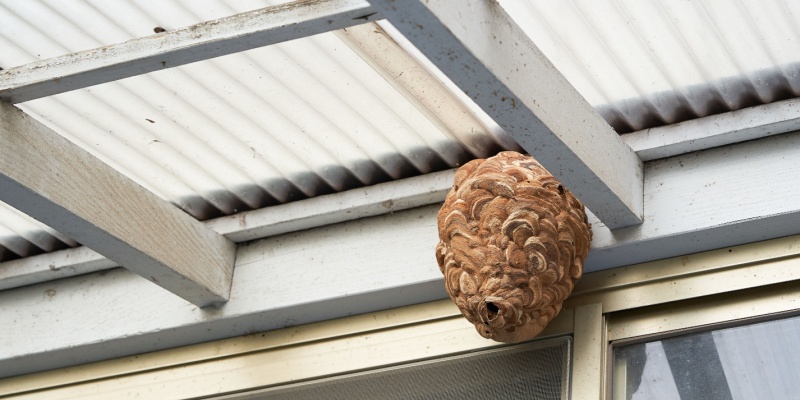How to Safely Remove a Wasp Nest from Your Maine Property (And When to Call a Pro)