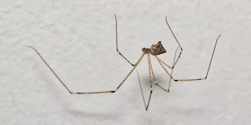 Spider Control Experts in York, ME