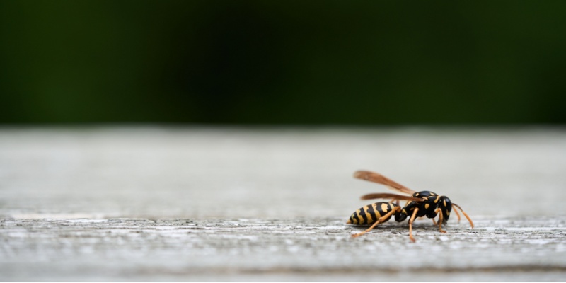 Are Stinging Insects Ruining Your Summer BBQs in York, ME?