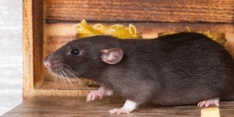 Preventing Rodents from Invading Your Maine Vacation Home