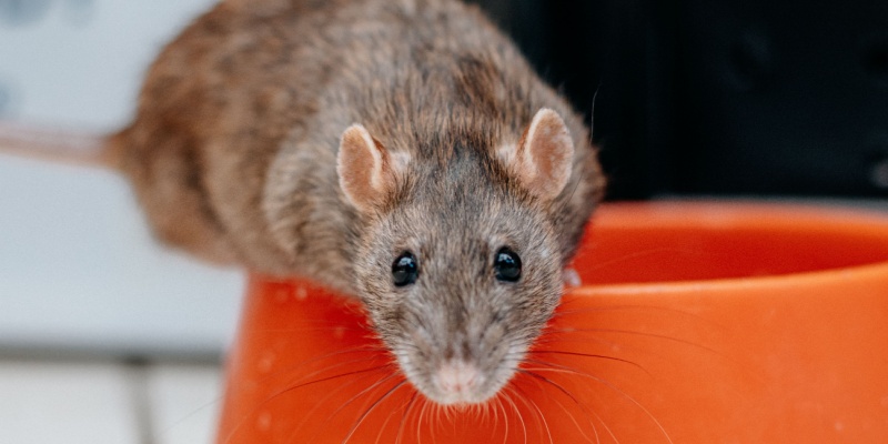 Top Signs You Have a Rodent Problem in Maine Homes