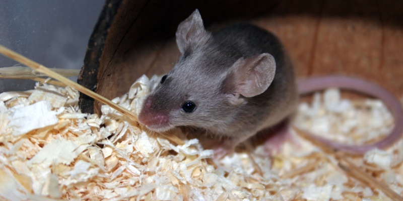 How to Identify the Difference Between a Mouse or Rat