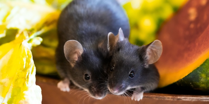 The Dangers of Rodents in Maine Homes: Health Risks and Property Damage