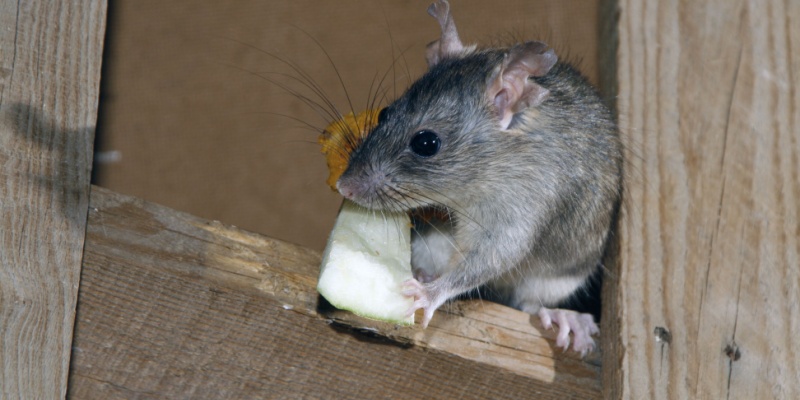 DIY Rodent Control vs. Professional Pest Control in York, ME