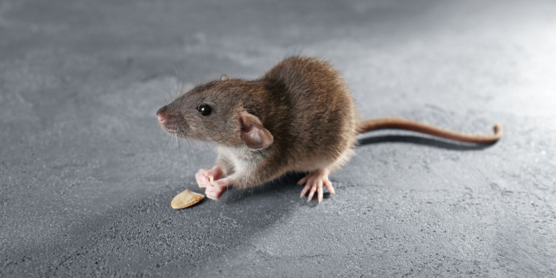 Eco-Friendly Rodent Control Solutions for Maine Homeowners