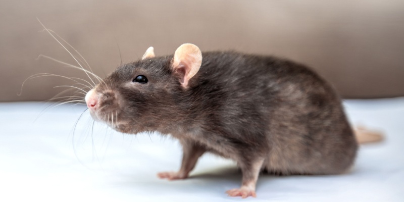 How Long Does Rodent Removal Take? (Maine Homeowners’ Guide)