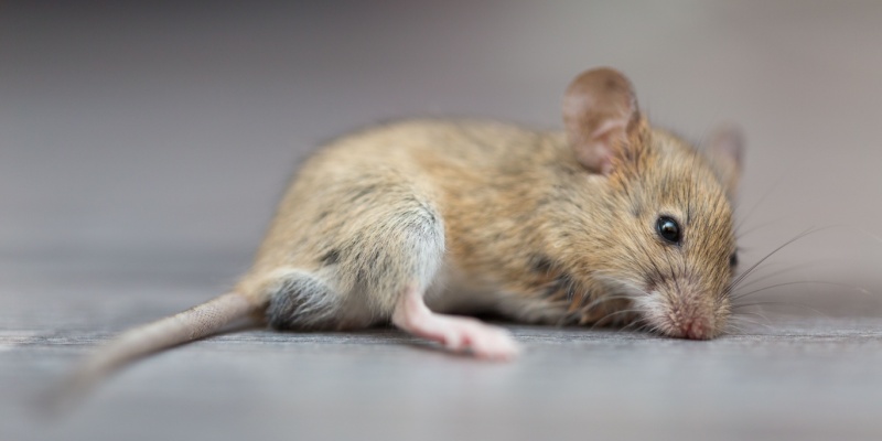 DIY vs. Professional Rodent Control in Maine: What Actually Works