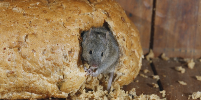 How Oceanfront Weather (Fog, Moisture, Nor’easters) Increases Rodent Activity in Coastal Maine Homes