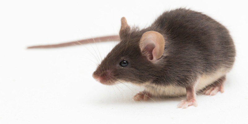 Field Mice vs. House Mice in Maine: What’s the Difference?