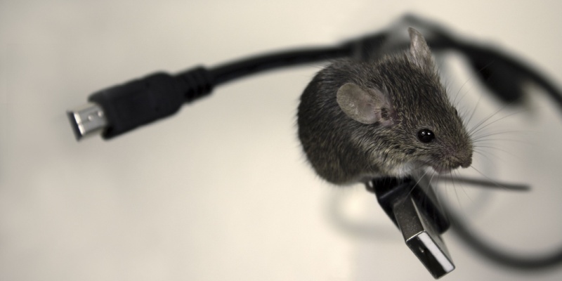 Rodents in Vacation Homes: Why Seasonal Properties Near the Coast Are Prime Targets