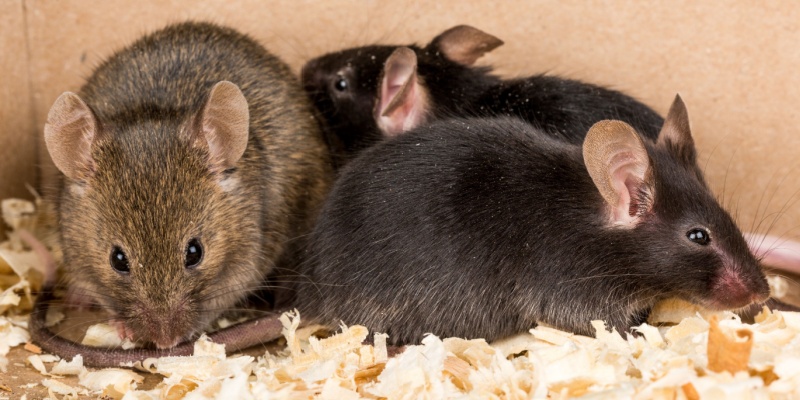 How Seasonal Temperature Swings in Maine Push Rodents Into Waterfront Homes