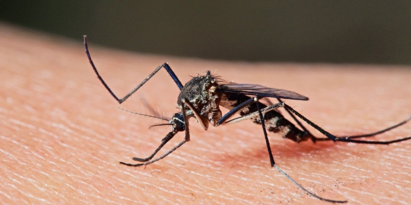 Early Mosquito Prevention: Getting Ahead of Maine's Summer Pest Problem