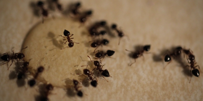 How to Keep Ants Out of Your Maine Kitchen This Spring