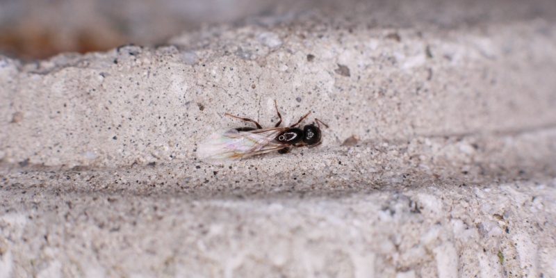 Carpenter Ant Swarmers in Spring: What Those Winged Ants Mean for Your Maine Home