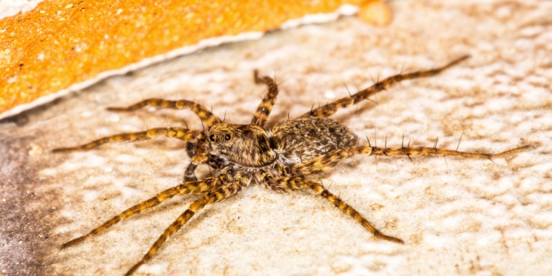 Why Do I See More Spiders in My Maine Home Every Spring?