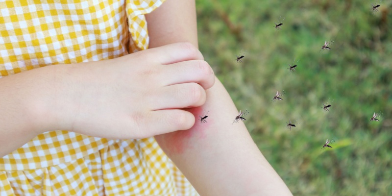 Are Mosquitoes Invading Your Maine Yard? Here’s What to Do