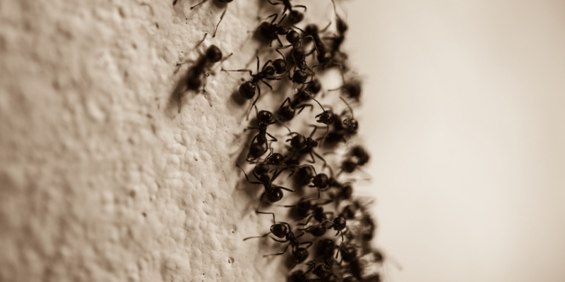 Why Carpenter Ants Are a Threat to Homes in Portland Maine