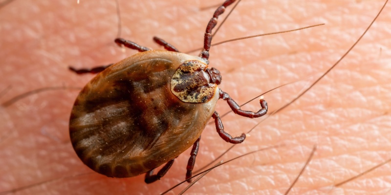 What Maine Homeowners Need to Know About Lyme Disease and Spring Tick Season