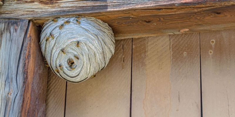 Spring Stinging Insect Nests: Catching Them Early Before They Become a Problem