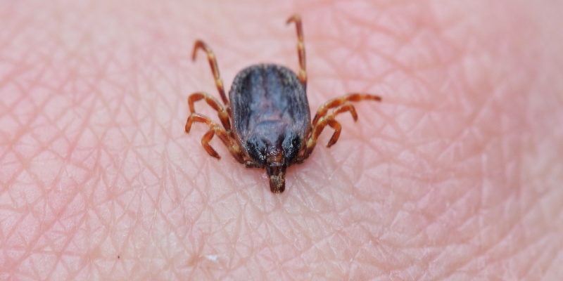 When Do Ticks Become Active in Maine? What Coastal Homeowners Need to Know