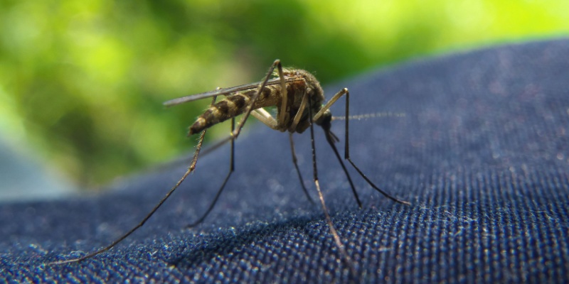 Why Professional Mosquito Control Should Start in May in Coastal Maine