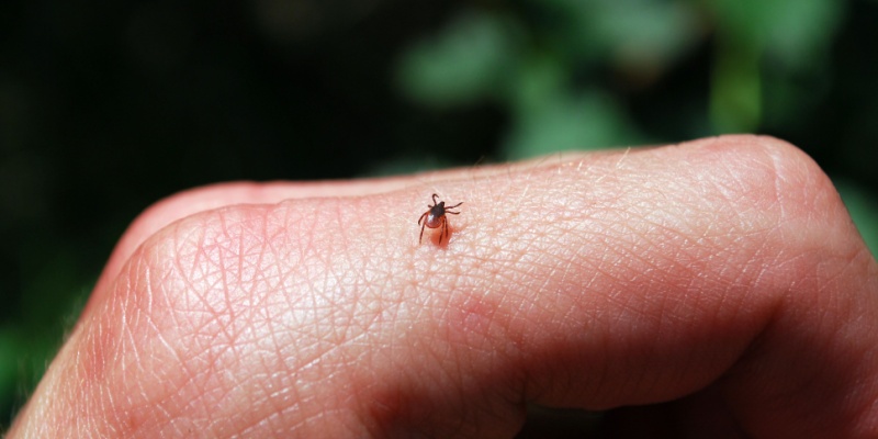 Why Tick Activity Has Increased Across Maine in Recent Years