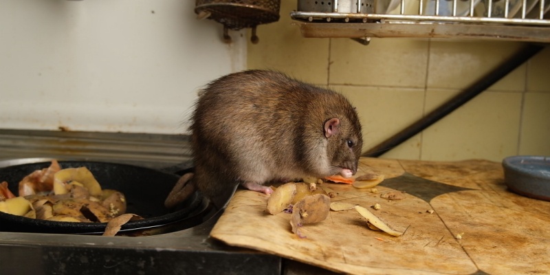 What Pests Are Most Active in Portland, ME Homes?
