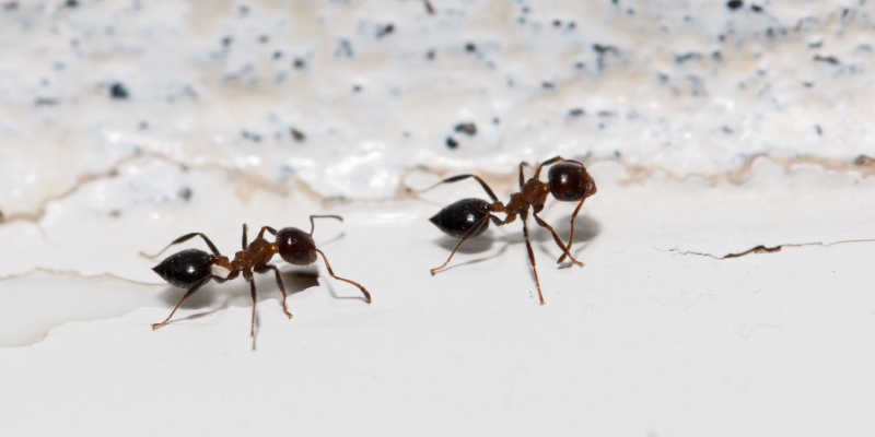 The Most Common Pest Problems Maine Homeowners Face
