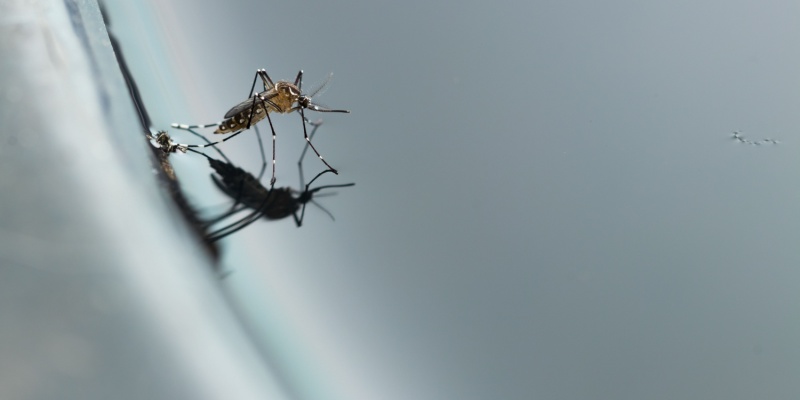 Why Pest Problems Change So Much Between Maine Seasons