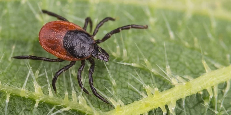 Are ticks a common problem in Yarmouth, ME?