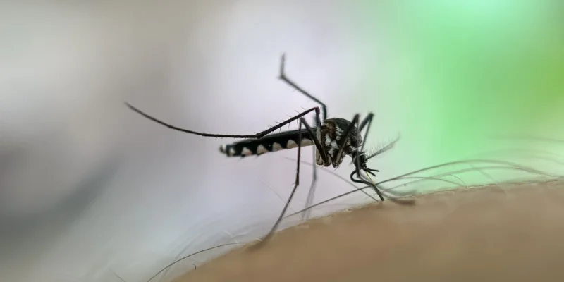 Mosquito Control Experts in Portland, ME