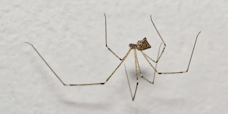 Spider Control Experts in York, ME
