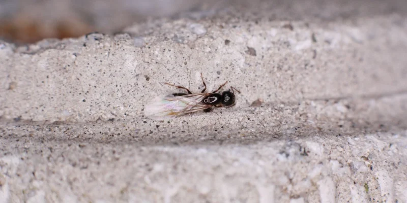 Carpenter Ant Swarmers in Spring: What Those Winged Ants Mean for Your Maine Home