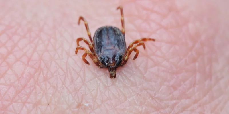 When Do Ticks Become Active in Maine? What Coastal Homeowners Need to Know