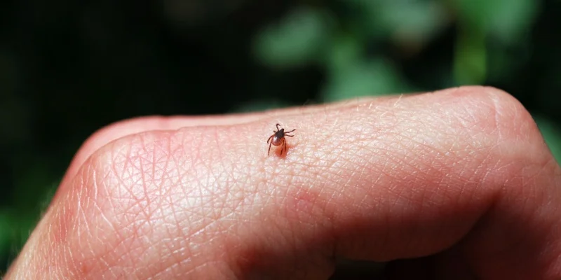 Why Tick Activity Has Increased Across Maine in Recent Years