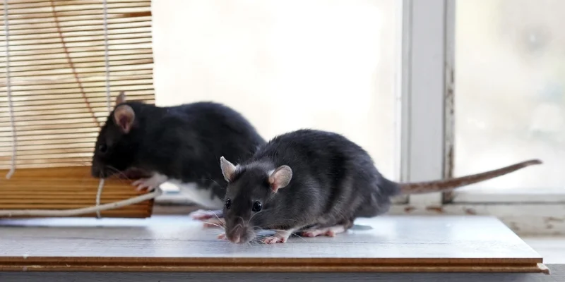 Getting a Coastal Home Ready for Rodent Season in Falmouth, ME