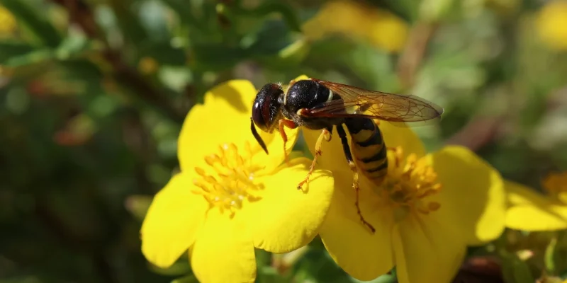 Late-Season Wasp and Yellow Jacket Activity in Cape Elizabeth, ME