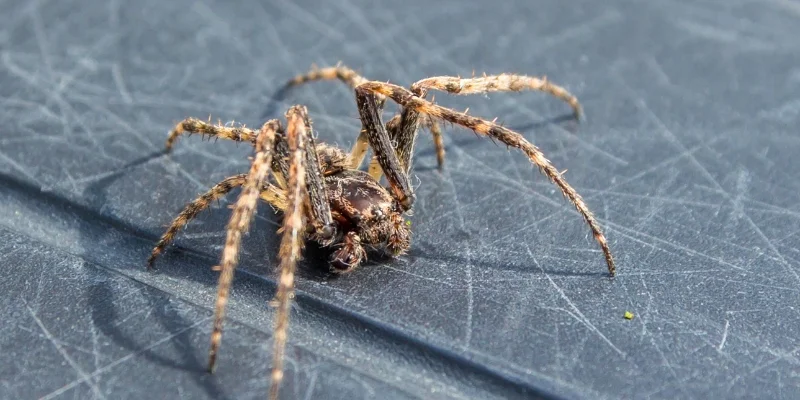 Why Spiders Move Indoors in Fall in Scarborough, ME